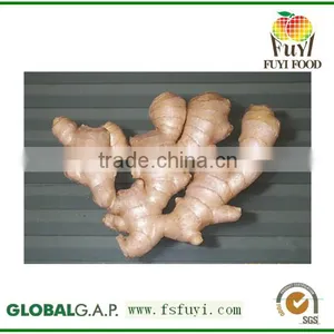 Ginger Mypet thumbnail-5