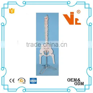 V-AM047 Dog Spine Model thumbnail-1