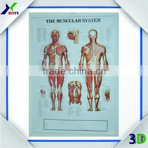 3D Embossed Plastic Medical Wall Posters, OEM 3D Anatomical Charts thumbnail-1