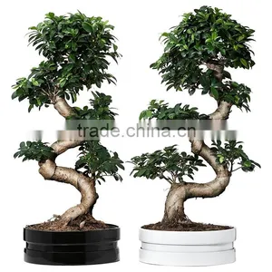 Natural Plants S Shape Ficus thumbnail-1