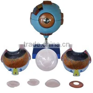 Anatomical Eyes Models thumbnail-1