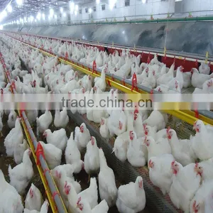 Automatic Broiler Breeder Equipment thumbnail-1