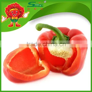 High Quality Yellow Bell Pepper Colorful Pepper on Sale thumbnail-5