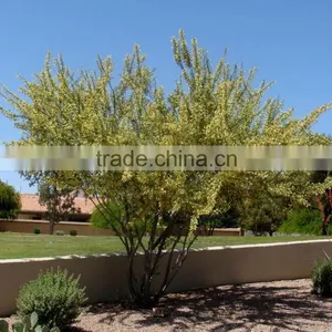 Oudoor Plant Cheapest Price Quick Shipment-acacia Farnesiana thumbnail-2