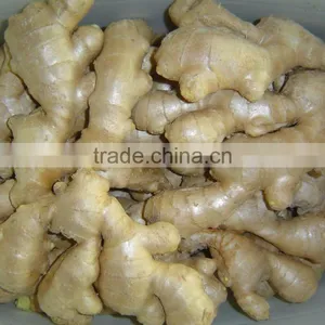Fresh Air Dried Ginger thumbnail-1