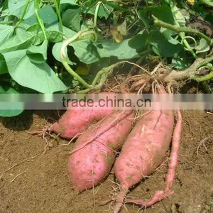 Sweet Potato Pellets(pet Food) thumbnail-1