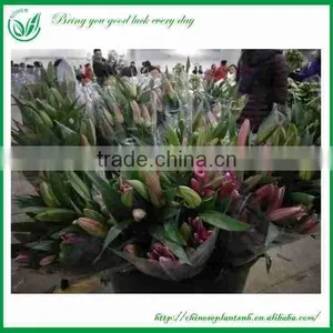 Lily Flowers Fresh Cut Flower thumbnail-1