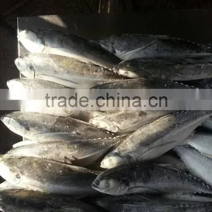 Jack Mackerel for Can thumbnail-2