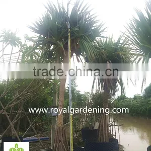 Pandanus Utilis Multi Trunks Nursery Landscaping Tree High 4-6m thumbnail-1