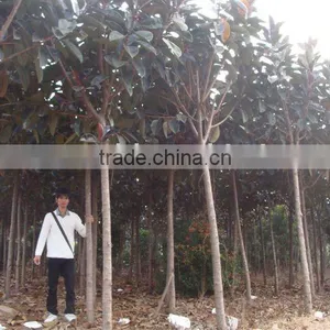 Ficus Elastica Landscaping Trees thumbnail-1