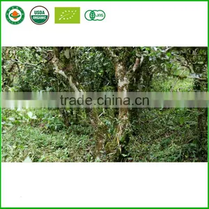 Wholesale Mellow Taste Weight Lose Loose Puerh Tea Highly Welcomed Detox Tea Yunnan Famous Ripe Royal Puer Tea thumbnail-4