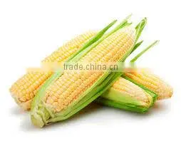 Best Price Fresh Yellow Sweet Corn From Vietnam thumbnail-1