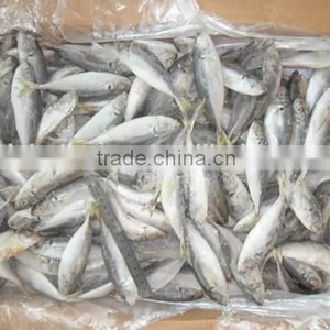 Land Frozen Whole Horse Mackerels for Bait From China 160-200 Pcs /ctn thumbnail-1