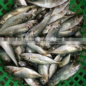 Horse Mackerel Supplier From China With Size 70 -90 g / Pcs thumbnail-4