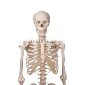 HC-S203 Small Size 42cm Medical Human Skeleton Teaching Model/Plastics Anatomical Models Skeleton thumbnail-2