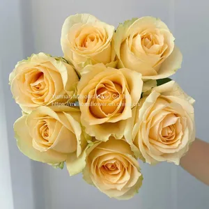 Natural Fresh China Rose Bouquet Fresh Cut Flower Best Quality Grade a Decorative 20PCS/Bundle thumbnail-1