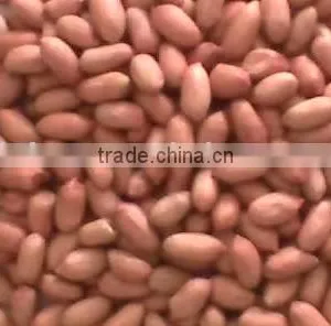 Chinese Roasted and Salted Peanut Kernel thumbnail-1