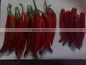 Fresh Hot Chilly thumbnail-1