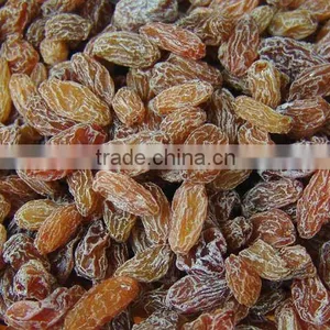Golden Raisin Yellow Raisin Green Raisin thumbnail-1