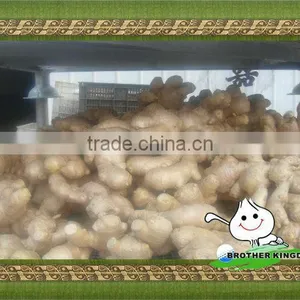 Chinese Fresh Ginger High Quality thumbnail-1