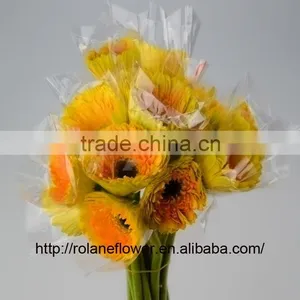 Cheap And Good High Quality Gerbera Flowers Yellow Color For Mother's Day - Champagne thumbnail-5