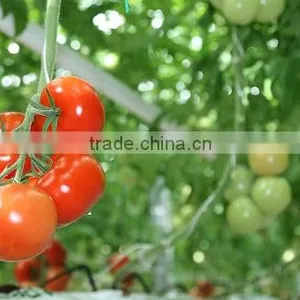 Bunch Tomato thumbnail-1