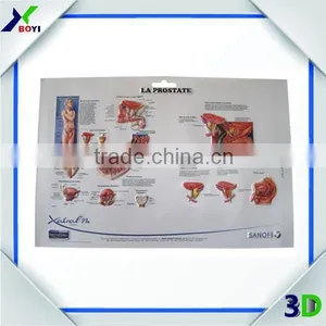 Custom Printed 3D Medical Wall Chart / Pregnancy Chart thumbnail-6