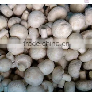 Frozen IQF White Button Mushroom 2014 NEW CROP thumbnail-5
