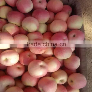 New Crop Chinese Fresh Apple Red Star Apple Apple thumbnail-2