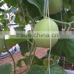 Hybrid F1 Yellow Melon Seed Cantaloupe Seeds For Sale-Torch F1 thumbnail-2
