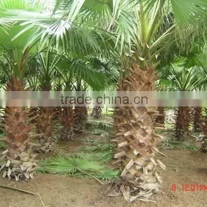 Washingtonia FiliferaLinden.Wendland of Outdoor Ornamental Decrotive Landscaping Palm Trees Plants thumbnail-4