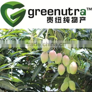 Mango Leaf Extract thumbnail-1
