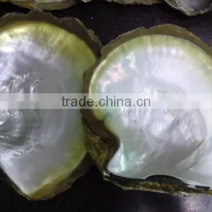 Natural Big Yellowlip Mop Shell Raw Material thumbnail-1