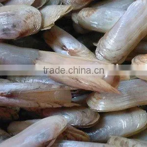 Frozen Vacuum Razor Clam thumbnail-1
