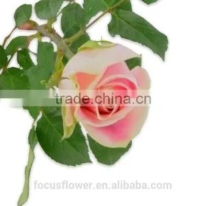 on Line Shopping Fresh Rose Flowered Trim Fresh Cut Flowers Kenya for Home Decoration thumbnail-2