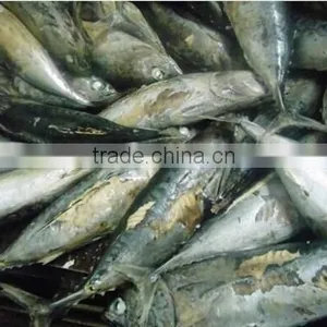 Lowest Price 7.5kg Per-cooked Bonito Loin Auxis Thazard thumbnail-1