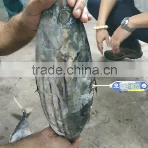 Seafrozen Skipjack Tuna Whole Round Skipjack Fish thumbnail-1