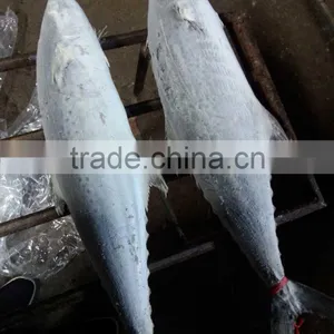 Frozen IQF 1500g up Frozen Spanish Mackerel or Scomberomorus Niphonius thumbnail-3