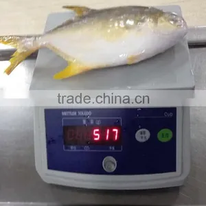 Pomfret thumbnail-1