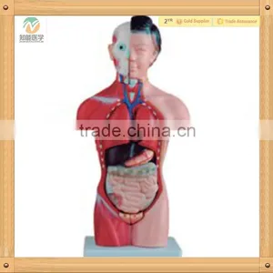 High Quality Medical Science Human Female Torso Model thumbnail-1