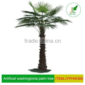 Washingtonia Palm Tree thumbnail-1
