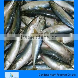 Frozen Mackerel thumbnail-1