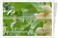 Ginkgo Biloba L.P.E. thumbnail-1