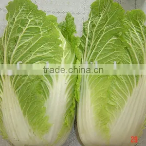 Fresh Cabbage thumbnail-1