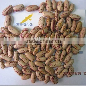 Long Light Speckled Kidney Bean thumbnail-1