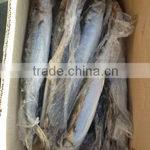 Whole Frozen Spanish Mackerel thumbnail-1