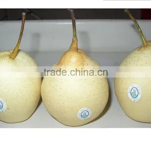 Ya Pear thumbnail-2