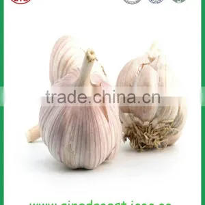 Fresh Jinxiang Garlic Can Use Special Package as Requirement thumbnail-1