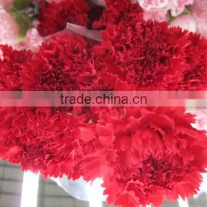 Fresh Cut Flower Carnation All Colour Mother's Day thumbnail-5