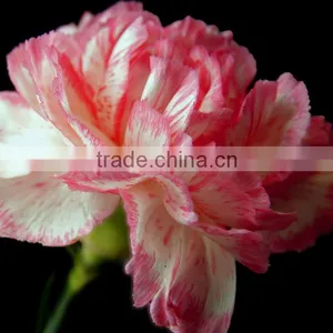 Supply Carnation Fresh Cut Carnation Fresh Cut Flowers thumbnail-4